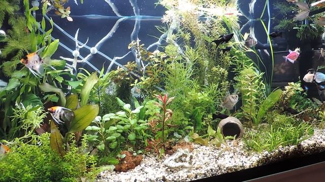 Аквариум 200 литров перенаселение или нет? смотреть онлайн