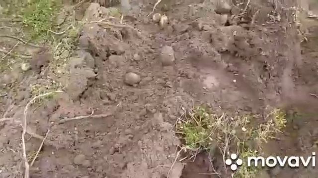 Картофелекопалка веерная. смотреть онлайн