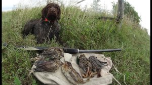 Охота с дратхааром по полю.  Кнут,пряник и мои косяки