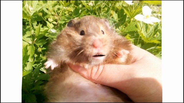 Singing hamsters.????СЕНСАЦИЯ ПОЮЩИЙ ХОМЯК !!!!!!!!! смотреть онлайн