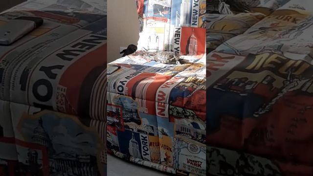 Зачем красноухой черепахи остров!🐢🐢🐢? смотреть онлайн