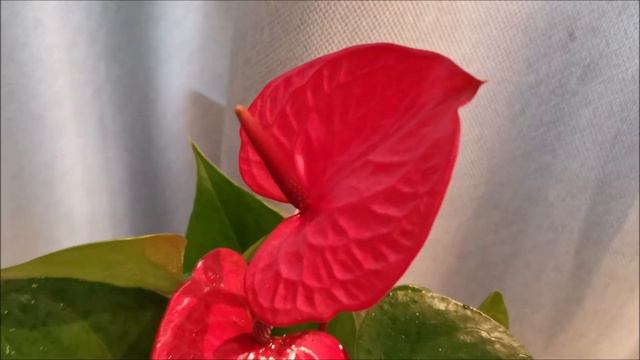 Антуриум LipStick Red