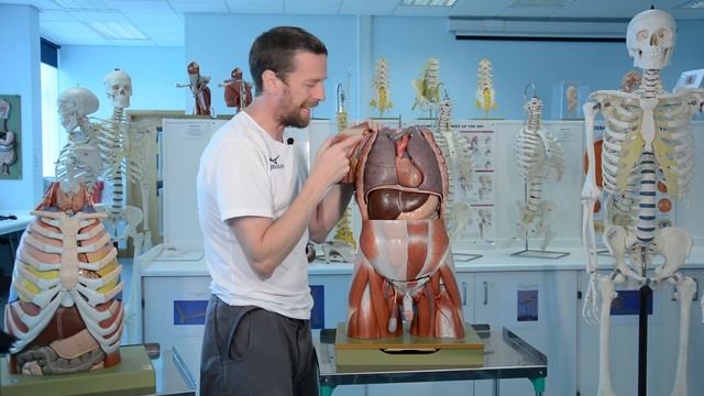 Mediastinum (anatomy) смотреть онлайн