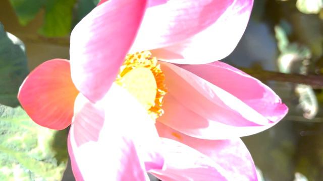 Потоковая Медитация, выравнивание по Божественной Оси, Очищение. смотреть онлайн