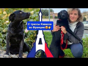 Ночку бросили УМИРАТЬ на трассе, но теперь она ЖИВЁТ во Франции!