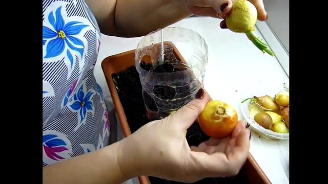 Лук в бутылке!!! Зеленое ЛУКОВОЕ ДЕРЕВО на окне. Выращивание лука на перо зимой. смотреть онлайн