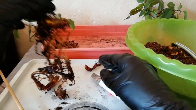 Фикусы I ПЕРЕСАДКА фикусов I ФОРМИРОВАНИЕ под бонсай I Часть 1. смотреть онлайн