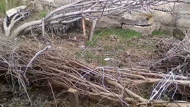 Подготовка деревьев инжира и граната к зимовке. смотреть онлайн