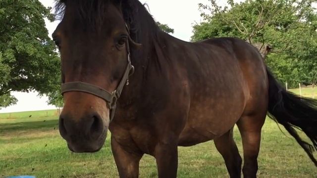 Интересные факты о лошадях. Факты о животных смотреть онлайн