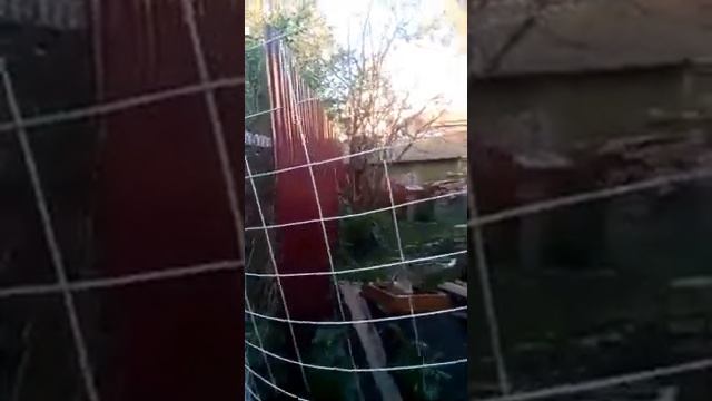 Как мы строим выгул для кур