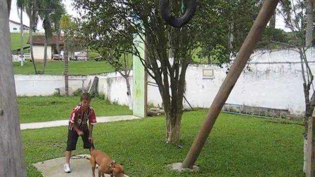 PITBULL TYRON PEGANDO 2,30 NO LIVRE смотреть онлайн
