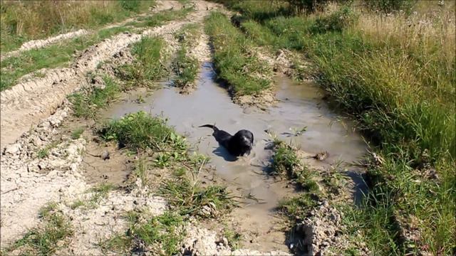 Лабрадор Атос рятується від спеки