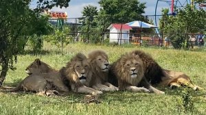 Олег Зубков собрал ОГРОМНЫХ ЛЬВОВ на львиное собрание! Очень красиво!