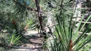 ТАНКОВЫЙ ТЕРМИНАТОР со встроенным ПРОЕКТОРОМ! Мощнейший смартфон будущего Tank 2 by Unihertz  8849