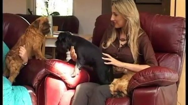 Гриффоны в рубрике Наши любимые животные! Griffons ! Grifoni!