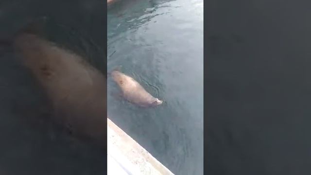 СИВУЧИ. СЕВЕРНЫЕ МОРСКИЕ КОТИКИ смотреть онлайн