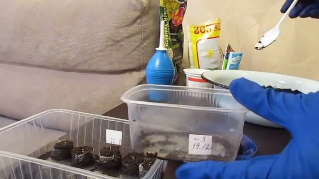 Уход за эустомой на ранней стадии развития.8-9 дней после всходов.05.01.2019 смотреть онлайн