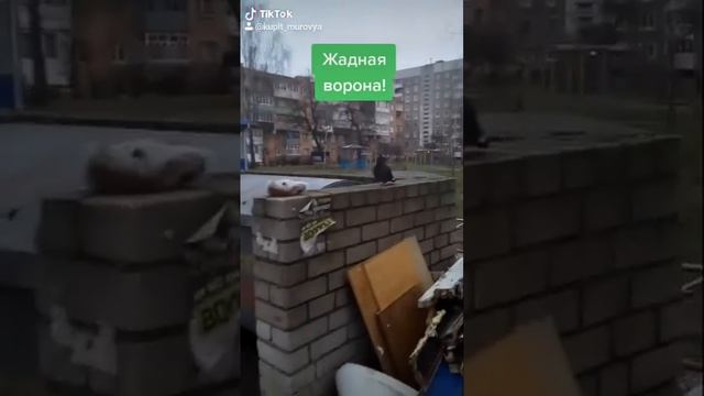 Ворона и голубь делят хлеб