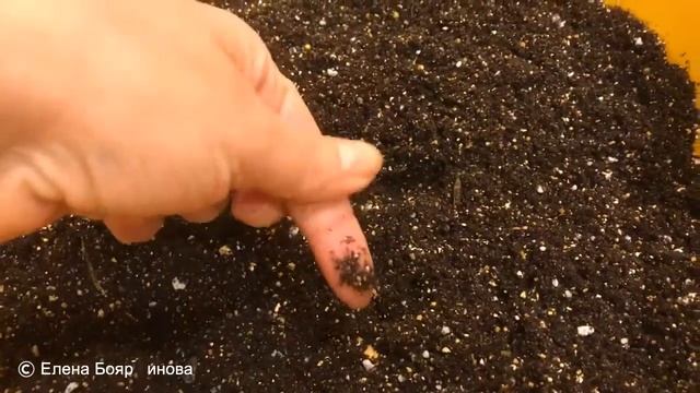 Драцена 08.12.18 Пересадка драцены из магазина смотреть онлайн