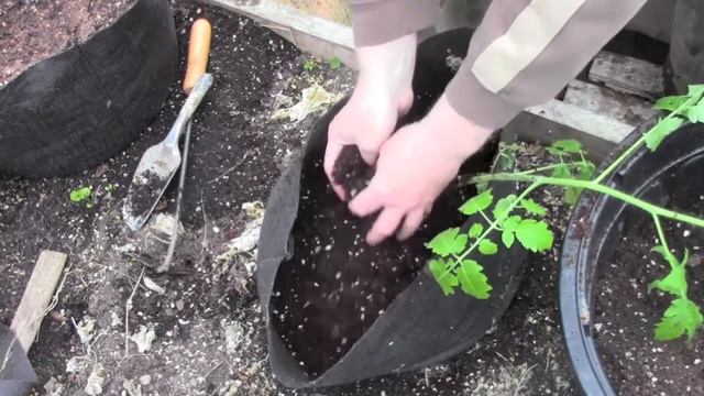 Planting Cherry Trees, Hoop House, Hugel Culture, Exotic Potatoes, Incubating Eggs смотреть онлайн