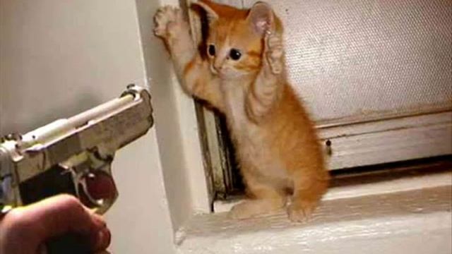 Кошки и коты 8