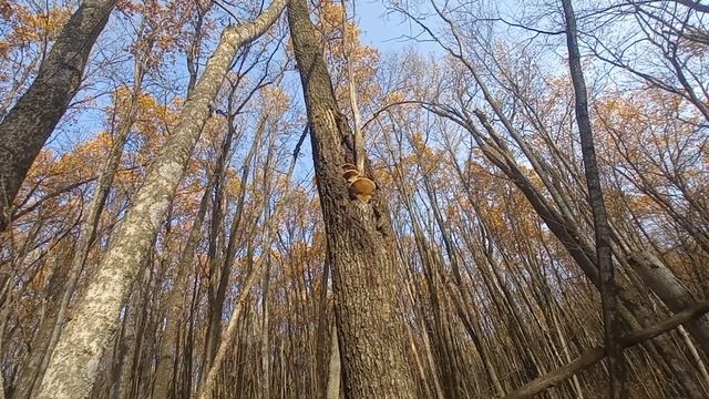 Осень на Белгородчине.mp4