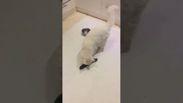Мой кот НЕ боится огурца смотреть онлайн