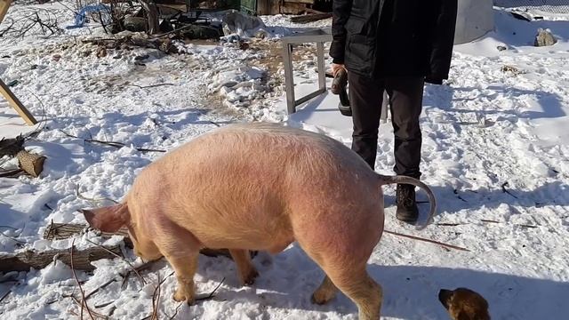 поросенок F1 дюрок +ландрас домашнее хозяйство смотреть онлайн