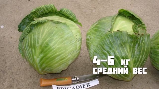 Обзор капусты БРИГАДИР - Надежность при любых условиях! смотреть онлайн