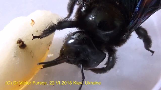 Ужасный Черный Монстр? Кто Это? Знаете? смотреть онлайн