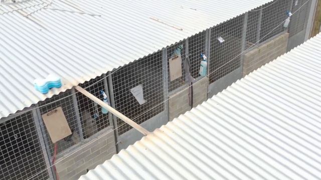 1. SAHARA Formerly SA Dog Rescue. Black Springs Property 18 Sept 2022. Short 1