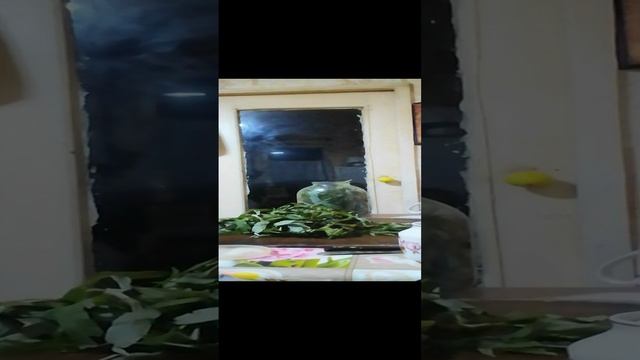 Заготовка Иван чая часть 2я