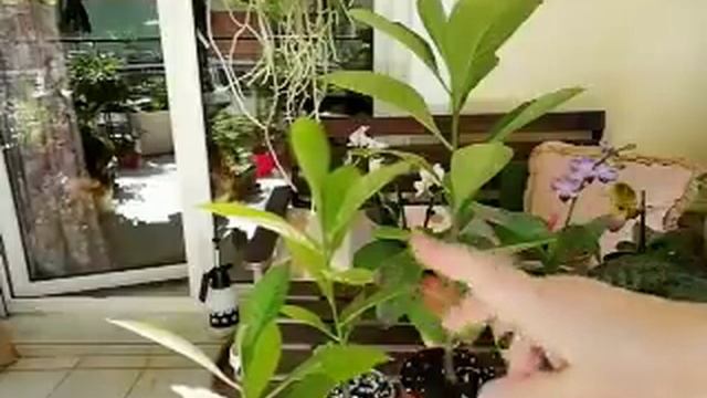 Баобабы через 2 месяца после посева ?