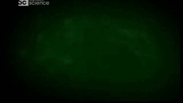 Наука техника и мир Защита Киви с помощью технологий смотреть онлайн