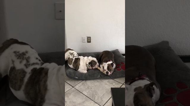 English bulldogs biting bone смотреть онлайн