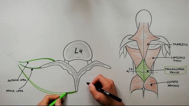 Thoracolumbar Fascia | Anatomy Tutorial смотреть онлайн