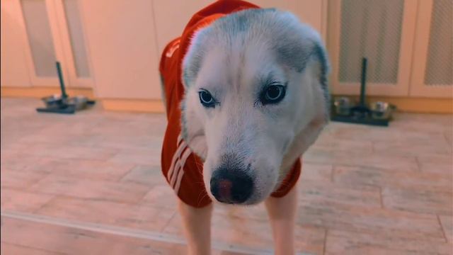 Если бы пёсики ходили в школу! родительское собрание смотреть онлайн