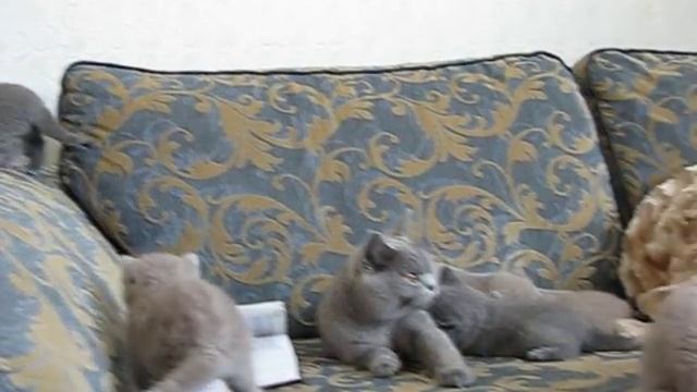 Британские котята в возрасте одного месяца смотреть онлайн