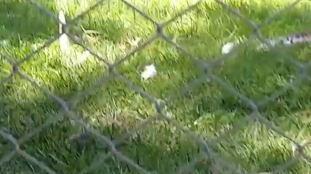 ОНЛАЙН ЭКСКУРСИЯ ПО ЗООПАРКУ В АНТАЛИИ 19.06.2020!ЧАСТЬ ПЕРВАЯ !МИР ПТИЦ! смотреть онлайн