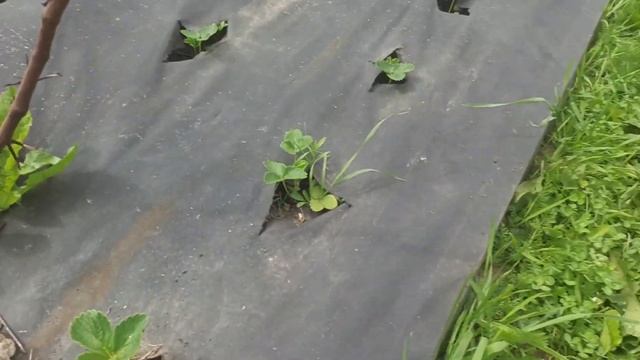 Зачем удалять первые цветоносы на НСД сортах клубники смотреть онлайн