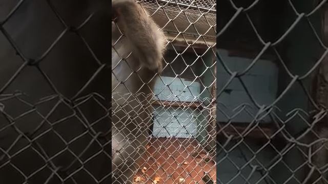 СУХУМСКИЙ ОБЕЗЬЯННИК. МОРДА КРАСНАЯ!... смотреть онлайн