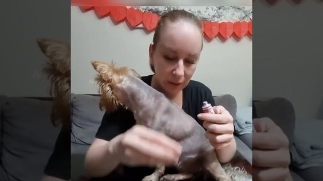 Установка датчика Free Style Libre 2 собаке смотреть онлайн