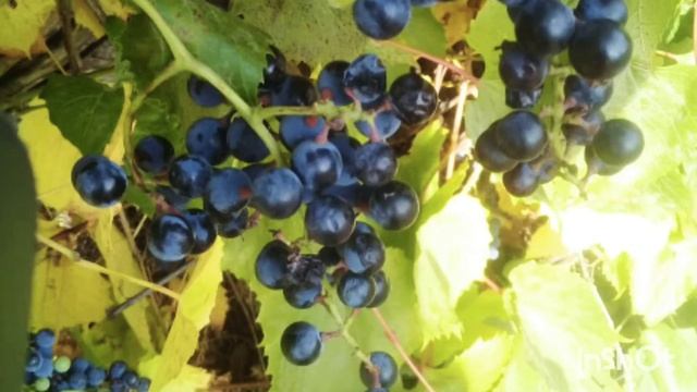 Виноград Изабелла смотреть онлайн