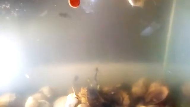 Почему мутнеет вода в аквариуме? смотреть онлайн