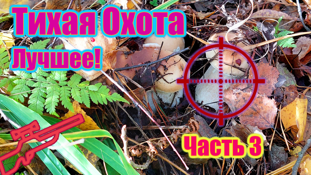 ЛЕГЕНДАРНЫЕ ГРИБЫ ПОДМОСКОВНОГО ЛЕСА смотреть онлайн