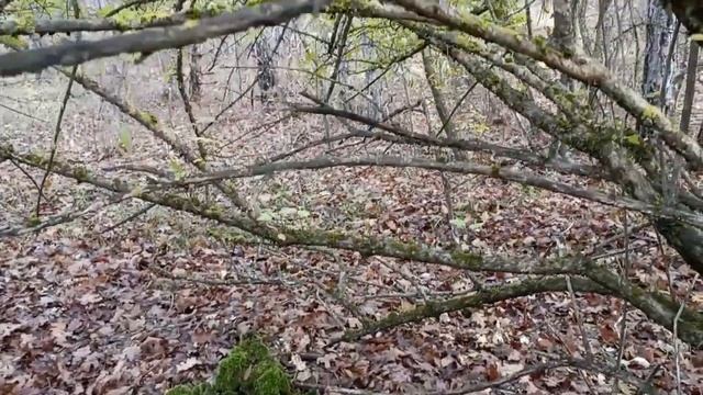 Начало грибного сезона Севастополь. смотреть онлайн