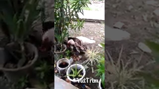 [PARAH] PEMERKOSAAN Terhadap Unggas Tetangga