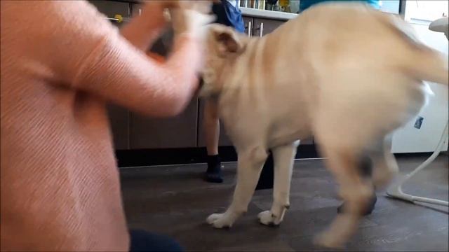 Лабрадор и дети. Labrador and children. смотреть онлайн