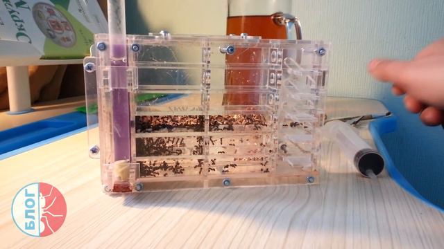 Муравьи Messor structor. МУСОР КАК СПАСЕНИЕ! смотреть онлайн