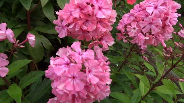 Флокс метельчатый ‘Москвичка’ (Phlox paniculata ‘Moskvichka’)- автор неизвестен смотреть онлайн